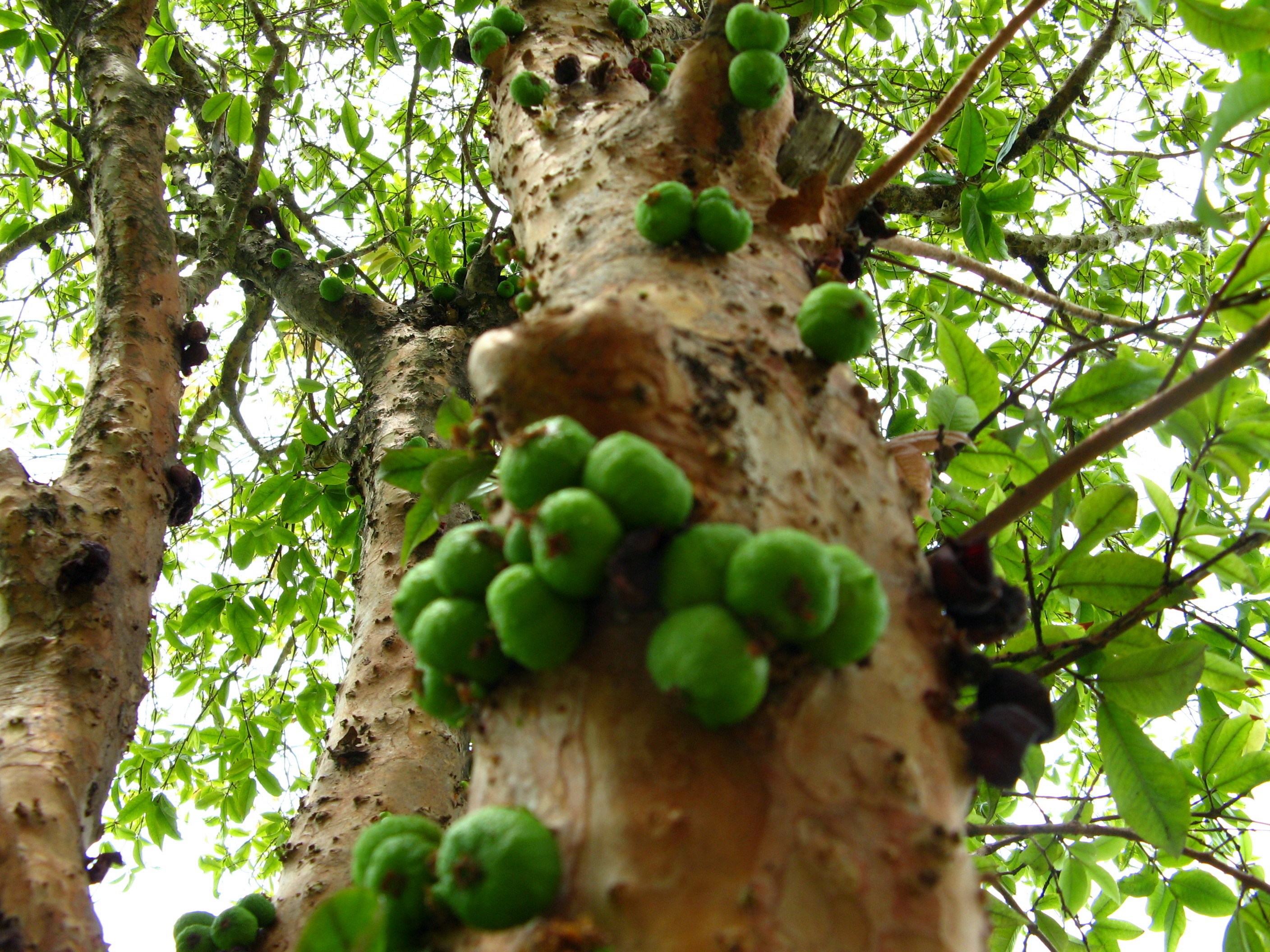 Jabuticaba 